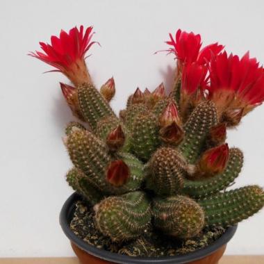 Chamaecereus silvestrii